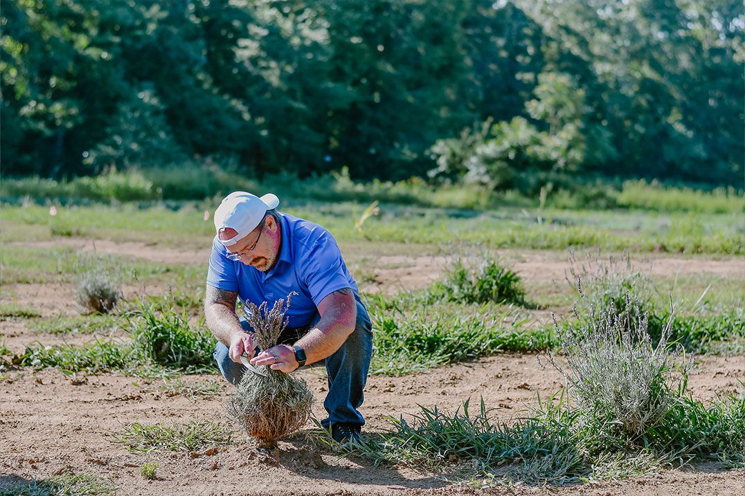 Larry begins the work of harvesting a lavender plant.