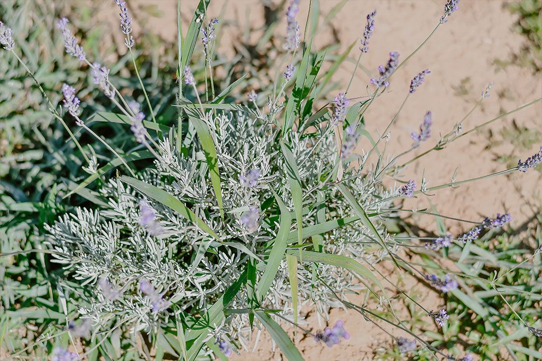 A lavender plant placed carefully in the Overman's field.