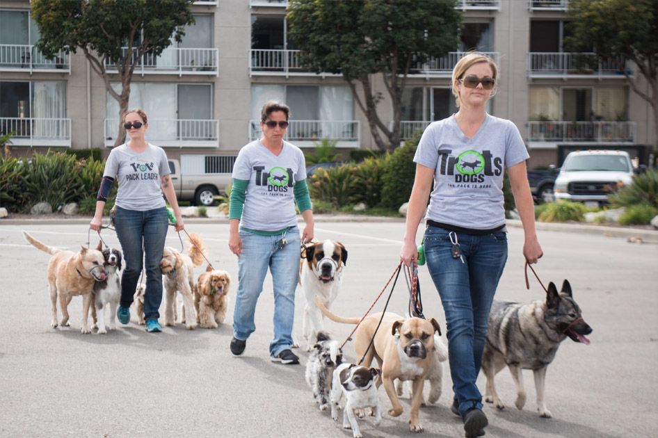 Joanna's team, out for a walk.